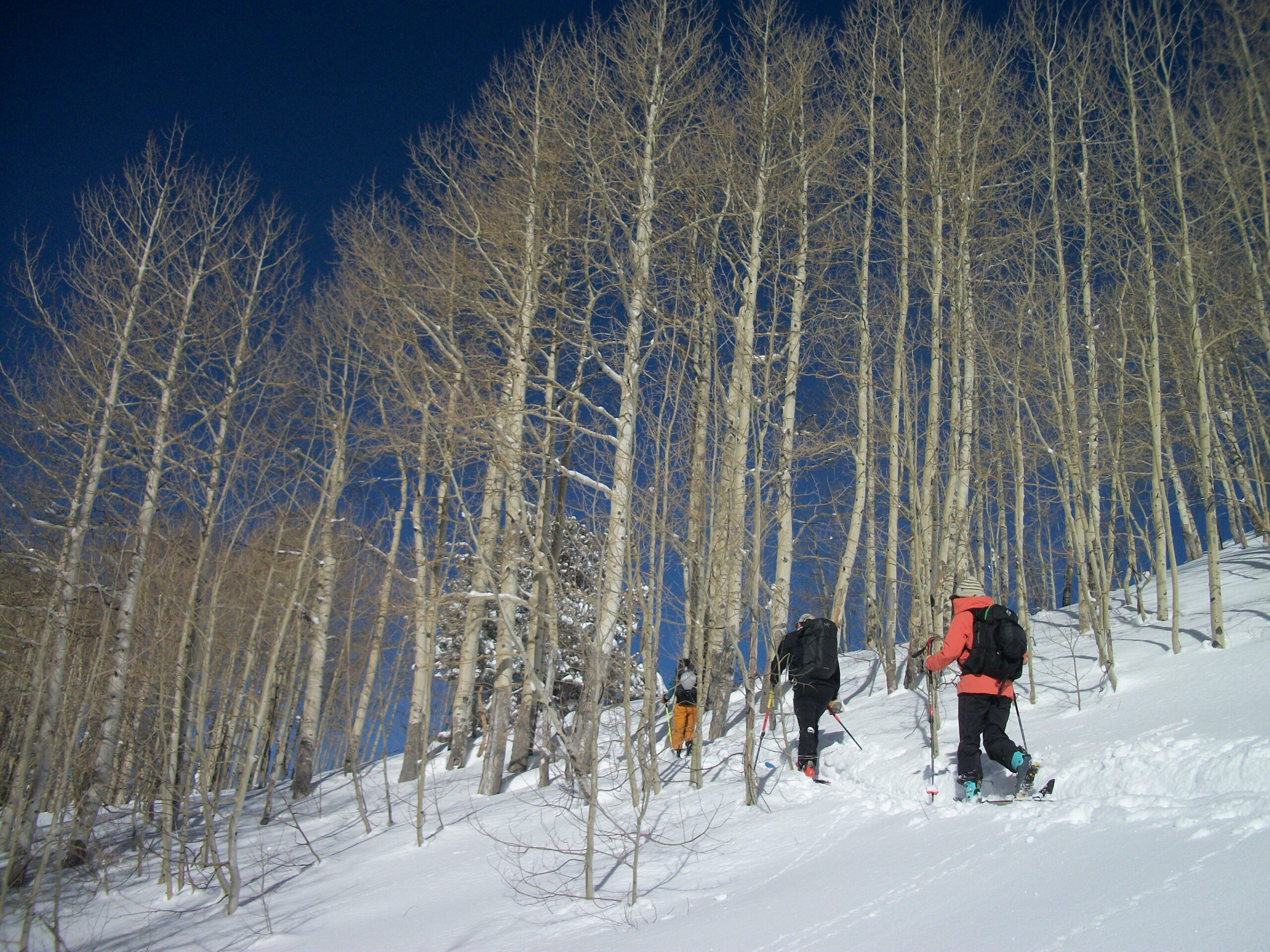 Rockies 2026: Wasatch